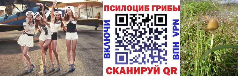 Купить где  Каменка  Псилоцибиновые грибы Magic Shrooms 